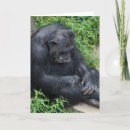 Suche nach trauriger affe Jede person