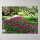Suche nach tulips poster Flowers