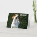 Suche nach jack russell karten Lustig