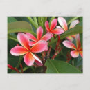 Suche nach plumeria postkarten Rosa