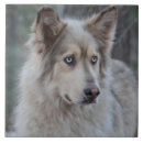 Suche nach schäfer fliesen Wolf