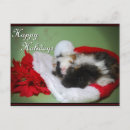 Suche nach guinea pig karten Wellig