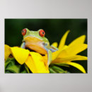 Suche nach roter mit augen baumfrosch poster Schön