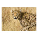 Suche nach jaguar foto poster Natur