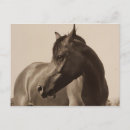 Suche nach arabisches pferd postkarten Vintag