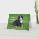 Suche nach bernese mountain dog karten Bernischer berghund