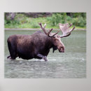 Suche nach elche poster Natur