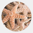 Suche nach totes tier aufkleber Seestern