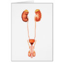 Suche nach urin postkarten Skrotum