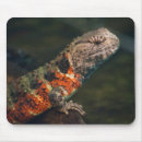 Suche nach krokodil mousepads Eidechse