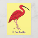 Suche nach ibises postkarten Vogelvogel