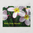 Suche nach aloha blume postkarten Botanisch