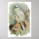 Suche nach falke poster Greifvögel