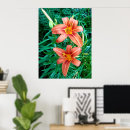 Suche nach taglilien poster Foto