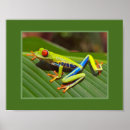 Suche nach baumfrosch poster Rot