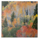 Suche nach umwelt fliesen Aspen