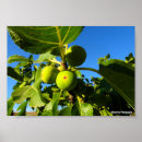 Suche nach feigen poster Natur