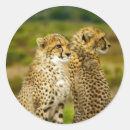 Suche nach cheetah aufkleber Große katze