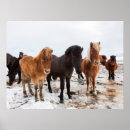 Suche nach isländisches pferd poster Schnee