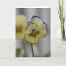 Suche nach gartenblumen karten Fotografie