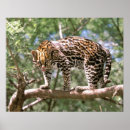 Suche nach ecuador poster Tier