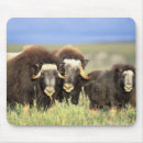 Suche nach lebensraum mousepads Wildnis