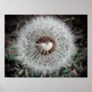 Suche nach löwenzahn poster Für alle