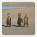Suche nach ralph aufkleber Wildtiere