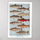 Suche nach vintage fische poster Lachs