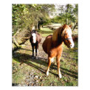 Suche nach ponys kunst Jede person