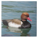 Suche nach ente fliesen Ducky