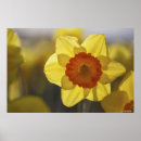 Suche nach orange und gelb poster Pflanze