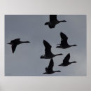 Suche nach kanadische gans poster Kanadengas