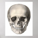 Suche nach vintage schädel poster Skelett