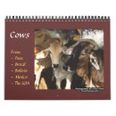 Suche nach rinder kalender Kalb