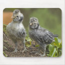 Suche nach küken mousepads Huhn