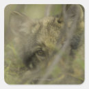 Suche nach canis lupus aufkleber Wildtiere