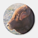 Suche nach stier magnete Kuh