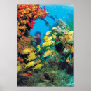 Suche nach gelbe fische poster Riff