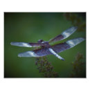 Suche nach lila libellen poster Insekten