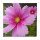Suche nach kosmos fliesen Rosa