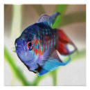 Suche nach fische im aquarium poster Für alle