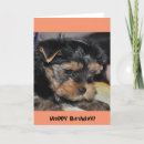 Suche nach yorkshire terrier geburtstag karten Hund