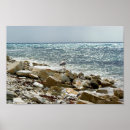 Suche nach seagull poster Bird