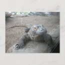 Suche nach komodo drache postkarten Natur