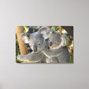 Suche nach australische tiere leinwandbilder Koala