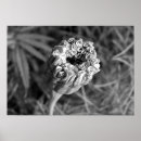 Suche nach ringelblumen poster Fotografie
