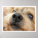 Suche nach yorki poster Yorkshire terrier