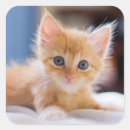 Suche nach katze mit blauen augen aufkleber Horizontal