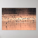 Suche nach schwalbe poster Tiere